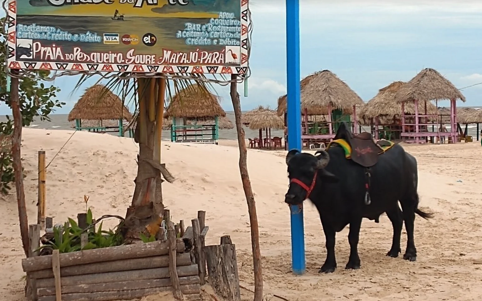 Árbol aislado en una playa de Marajó