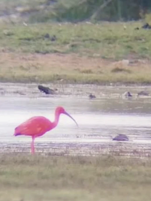 Guarás y otras aves en una zona inundada de Marajó