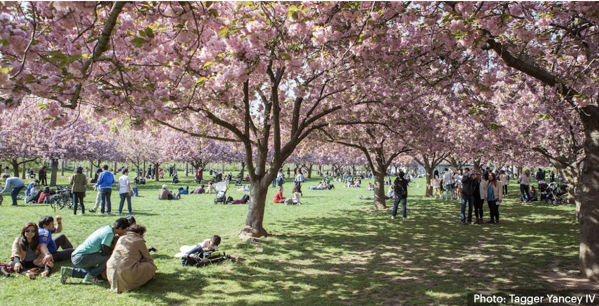 Cerejeiras floridas na primavera em Nova York
